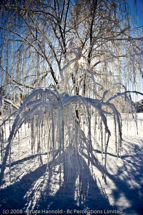 WINTER WILLOW